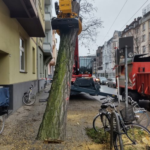 Bomen verdwijderen door BoomOntzorging 10