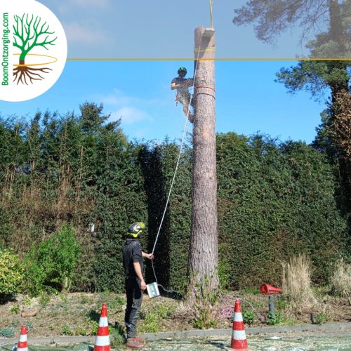 Bomen verdwijderen door BoomOntzorging 14