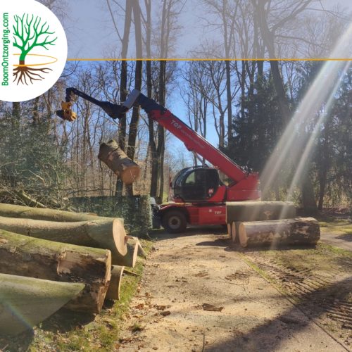 Bomen verdwijderen door BoomOntzorging 2