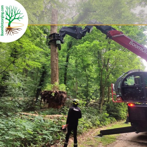 Bomen verdwijderen door BoomOntzorging 4