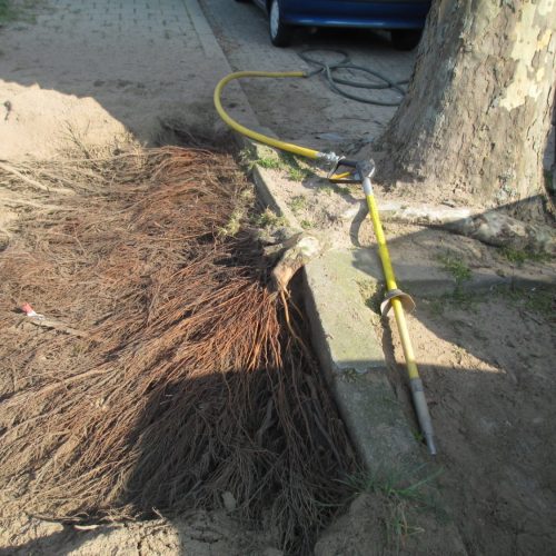 Bewortelingsonderzoek met de Air-Spade in Den Bosch