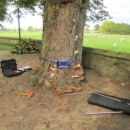Picusmeting paardenkastanje