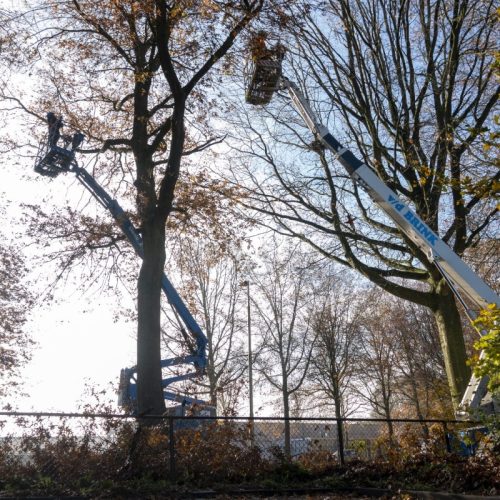 Snoeien door BoomOntzorging 3