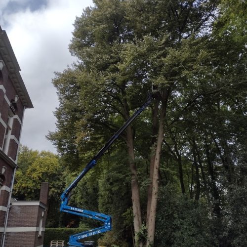 Snoeien door BoomOntzorging 9