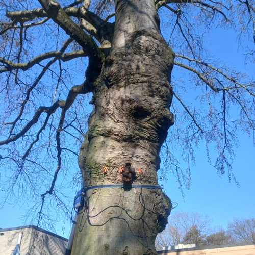 Stabiliteitsonderzoek BoomOntzorging 1