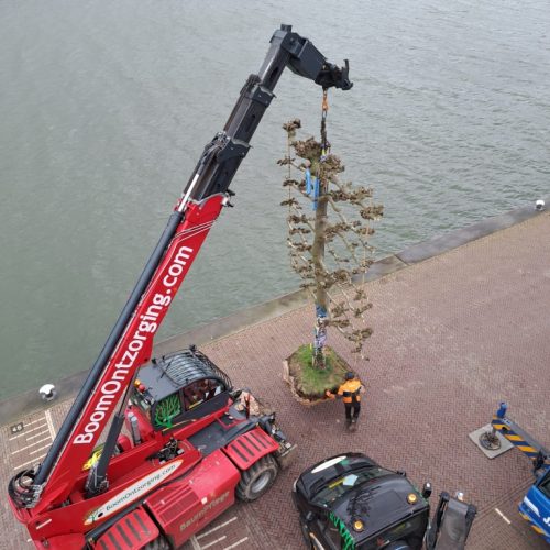 Verreiker met velkop BoomOntzorging 4