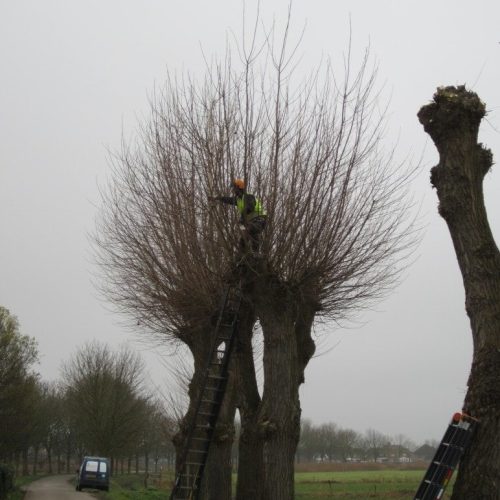 Snoeien door Boomontzorging.com