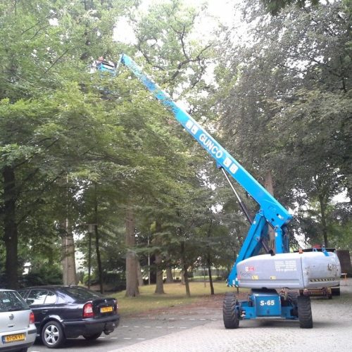 Snoeien door Boomontzorging.com
